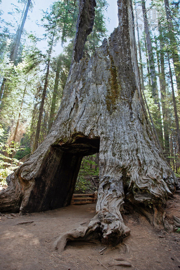 Yosemite - Mariposa Grove - Wawona Tunnel Tree Mariposa Grove, where you can admire some giant sequoia trees, is situated on the west side of Yosemite. These trees can grow up to 80m tall over a life-span of more than 2000 years. The Wawona Tunnel Tree was cut in 1881 as a tourist attraction so that coaches and later on cars could drive through. Stefan Cruysberghs